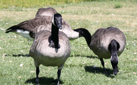 canada goose feathers cruelty canada goose feathers cruelty
